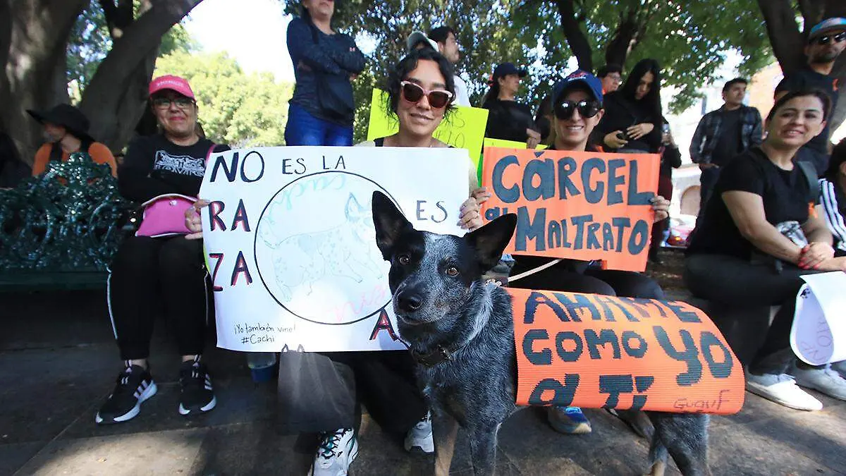 El estado de Puebla es el primero a nivel nacional en maltrato animal contra los perros reveló Darinel Keller